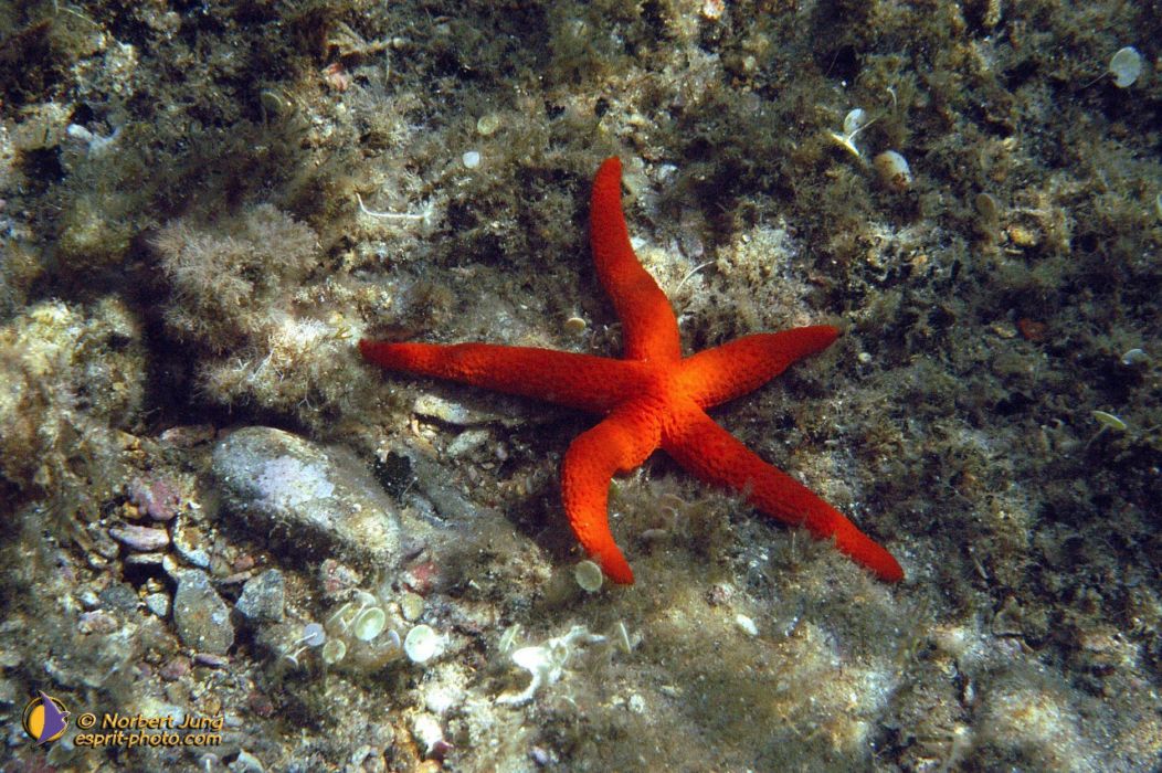 Nom de l'image : D1055047-sel-01_(c)Norbert-JUNG — Description :